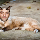 Illustration for article titled Cats That Look Like the Entire Cast of Star Wars